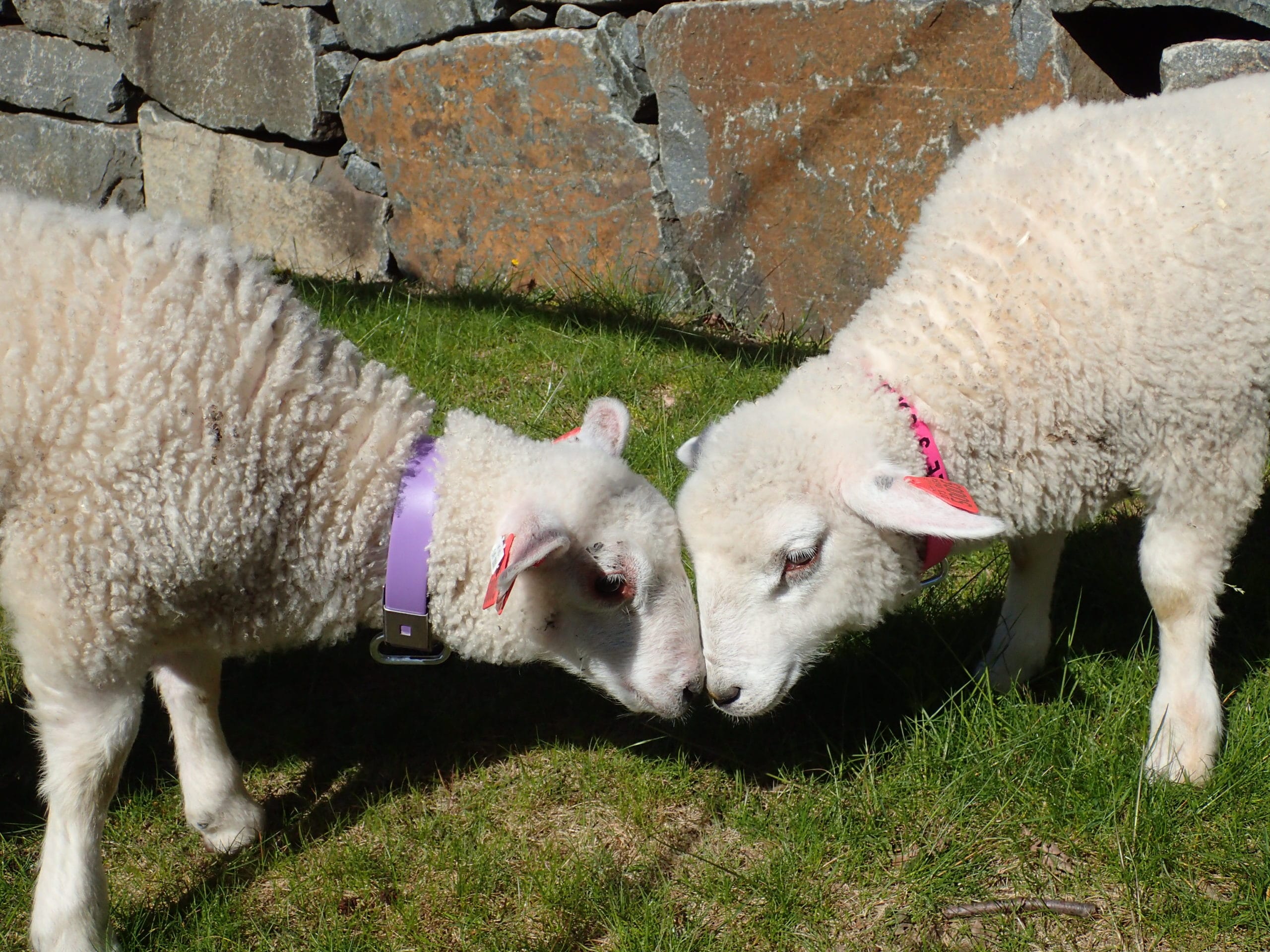 EasyFix lammeklave - Bilde 2